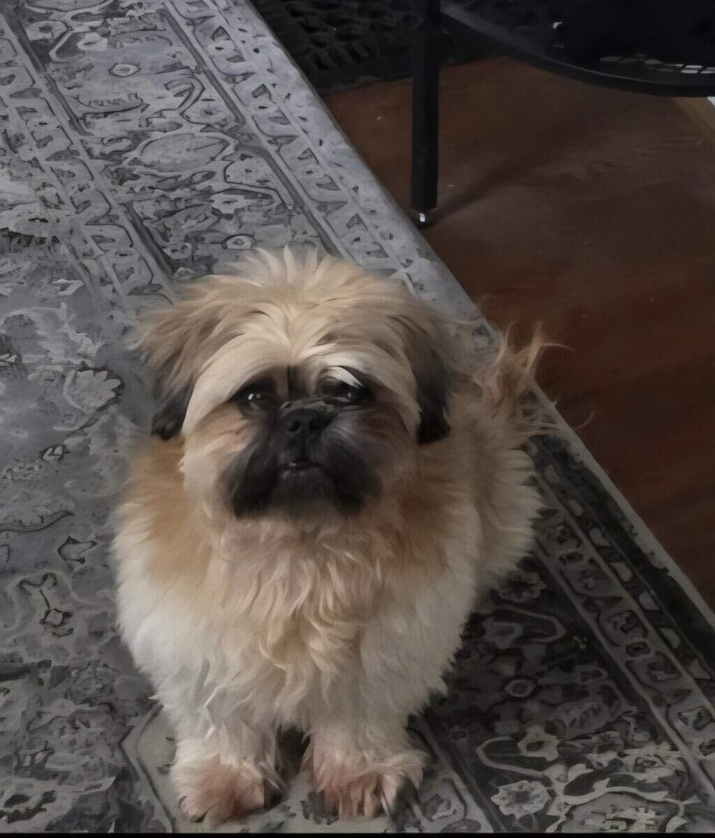 Lovable Shih-Tzu Needs New Home After Owner Died image 3