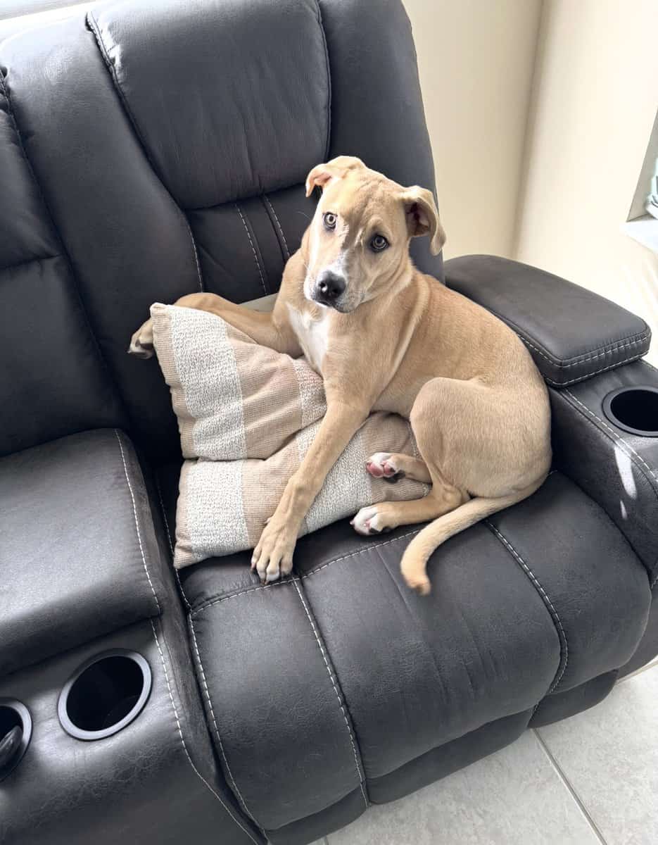 Rockledge dog image 1