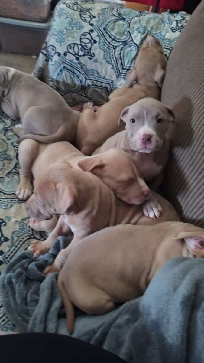Pittie Puppies for sale image 6