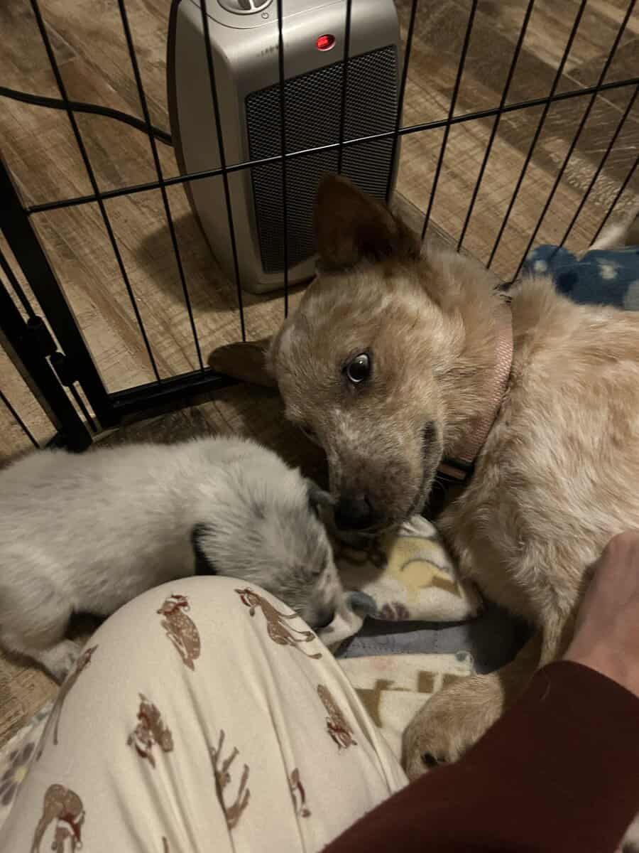 Red & Blue Heeler puppies image 4