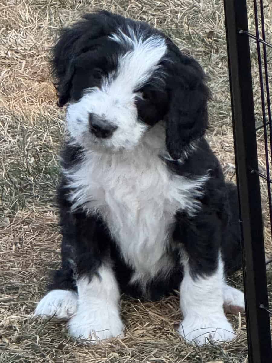 Bernedoodle Puppies image 3
