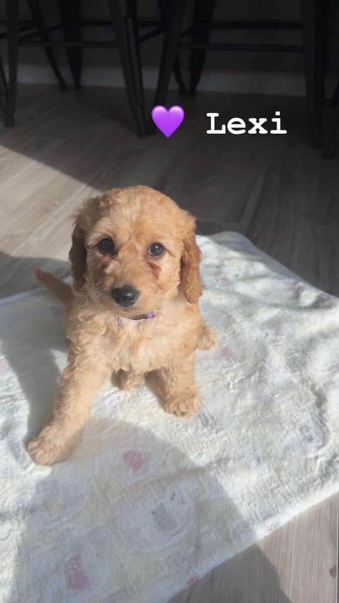 Mini Goldendoodle - LEXI image 1