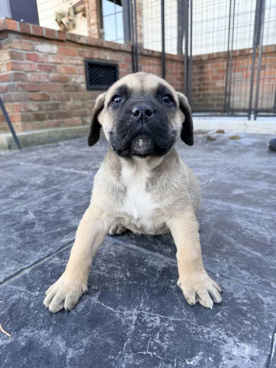 Presa Canario puppies (full blooded) image 1
