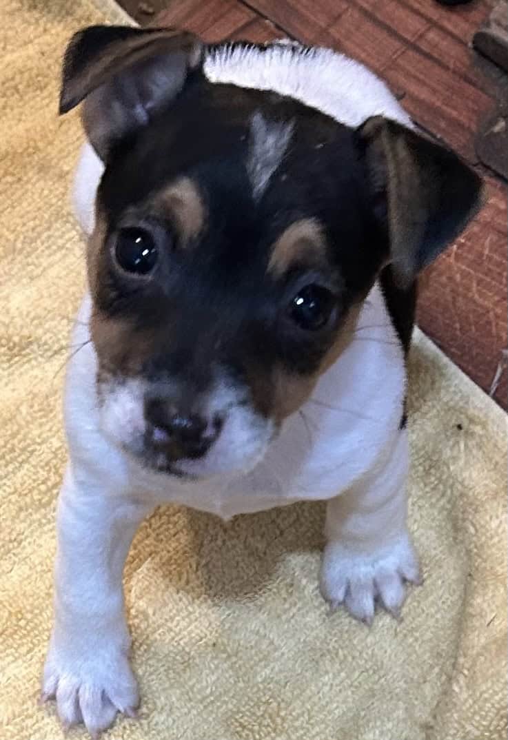 Registered Jack Russell Puppies image 4