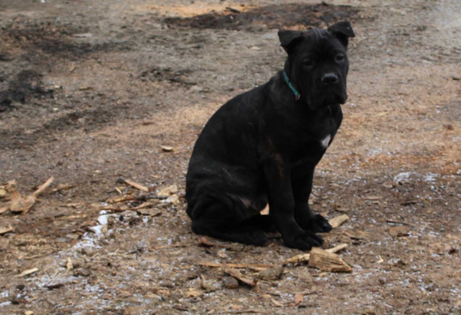 AKC Cane Corso puppies image 8