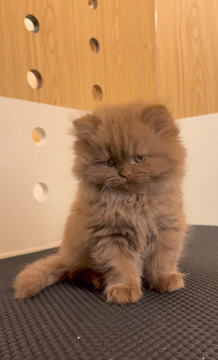 TICA Registered Persian Kitten image 3