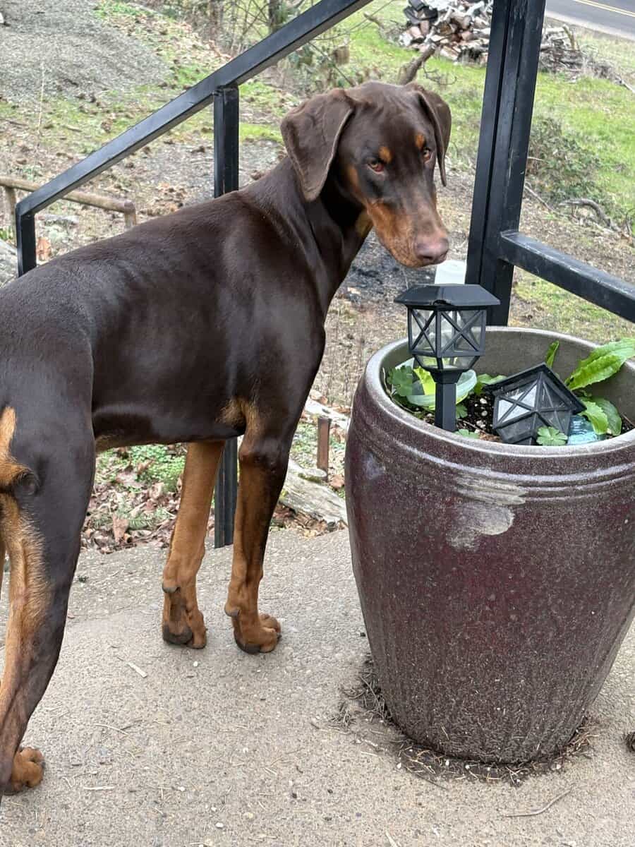 Doberman Puppies coming soon image 2