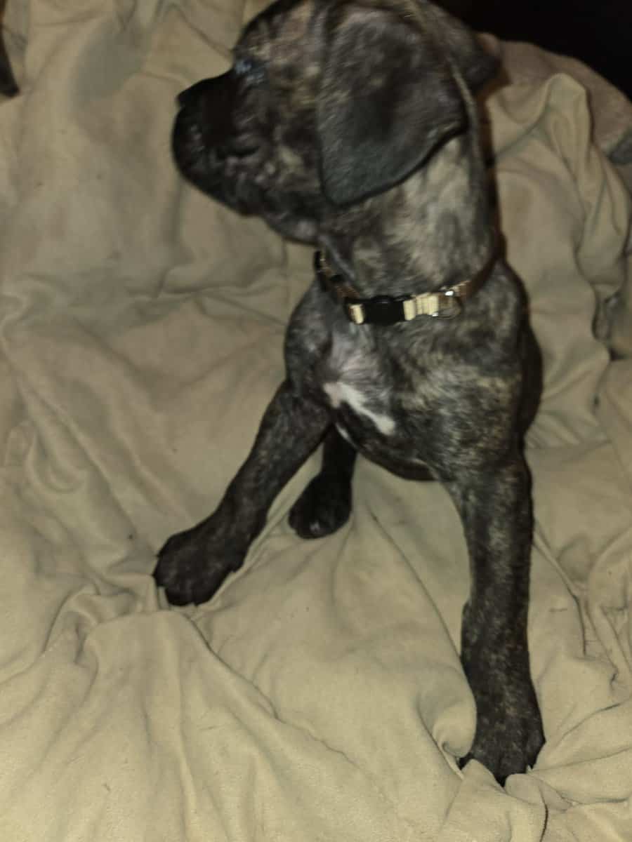 Presa Canario Cane Corso mix 8 weeks old image 9