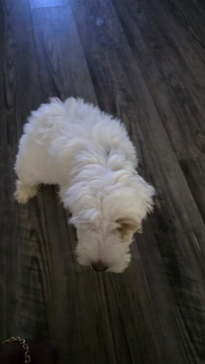 Miniature White Goldendoodle image 3