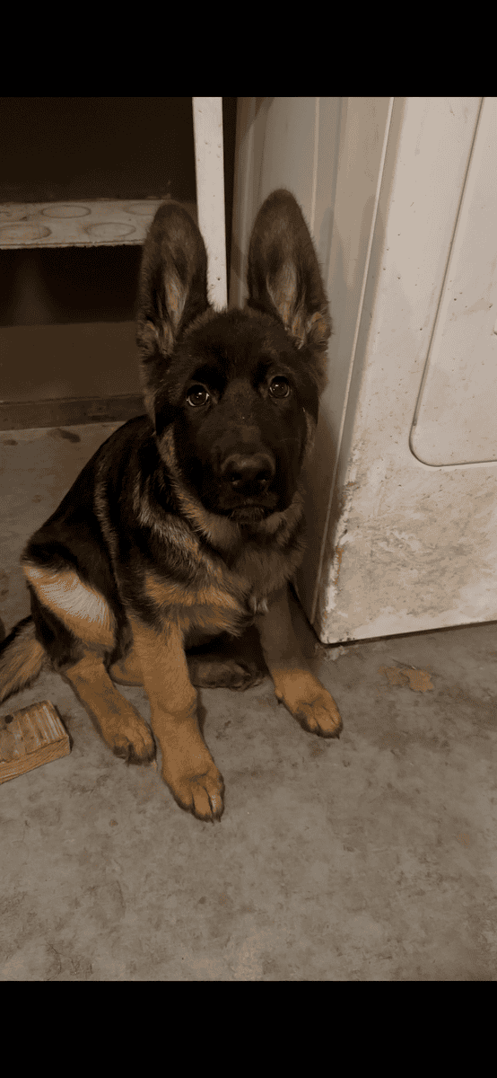 German shepherd puppy image 1