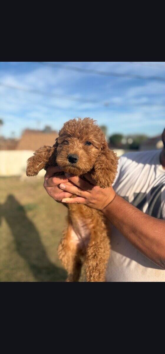 Nori - Home raised Female F1B Goldendoodle image 3