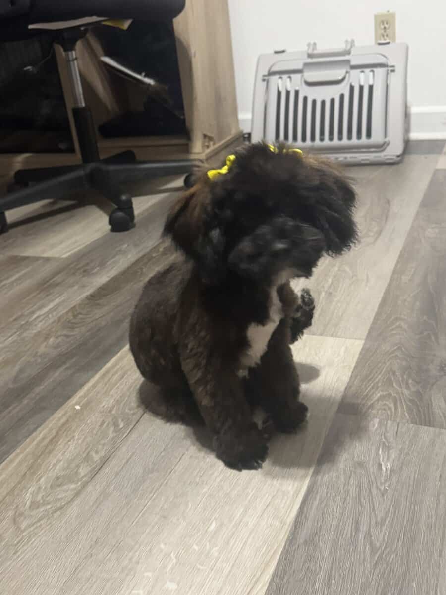 Beautiful shihpoo pup image 1