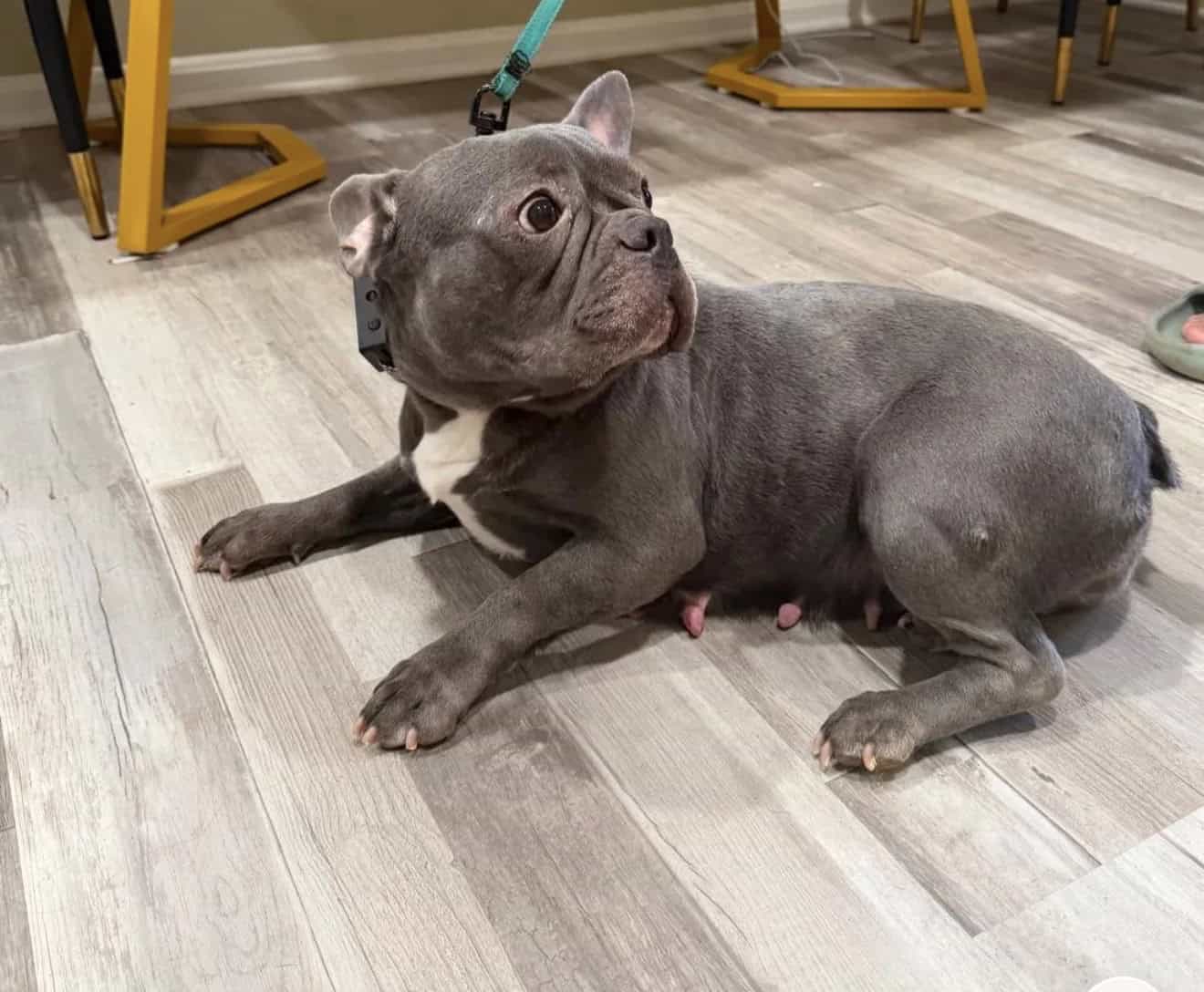 Loving 4-Year-Old French Bulldog – Raven – VA image 3