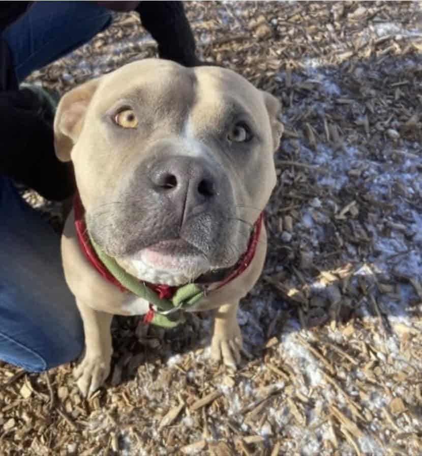 Sweet Nova needs her forever home image 1