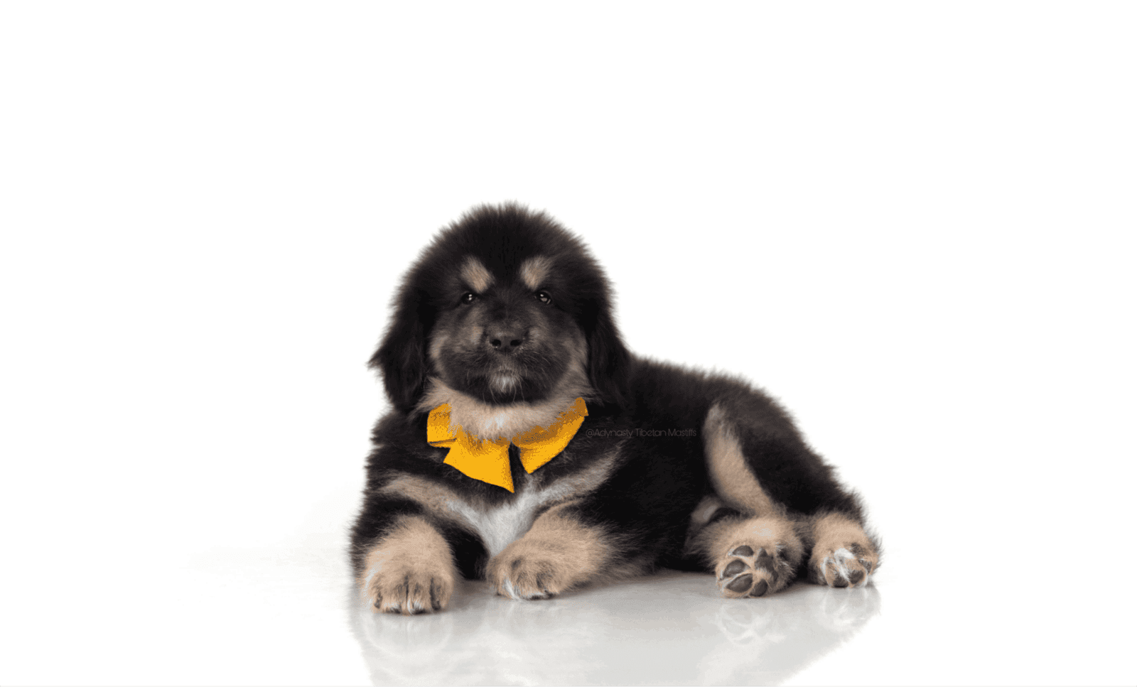 Tibetan Mastiff image 3