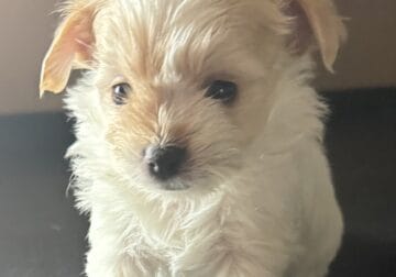 Shorkie-Pom puppies 2