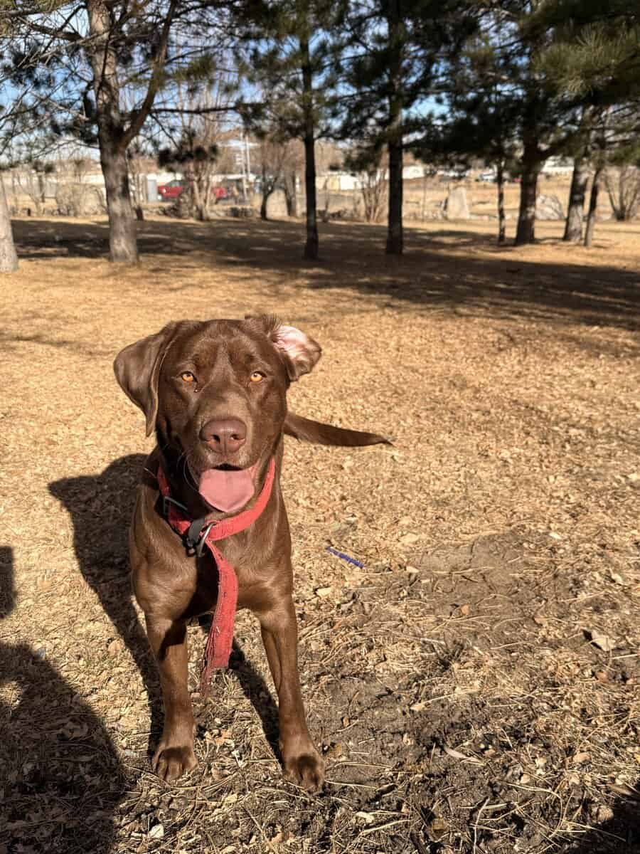 Chocolate Labrador- Hank image 2