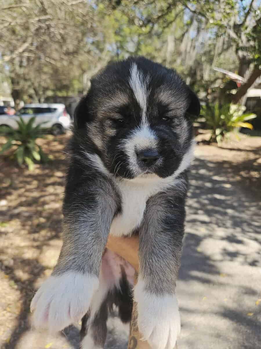 Husky mixed puppies image 1