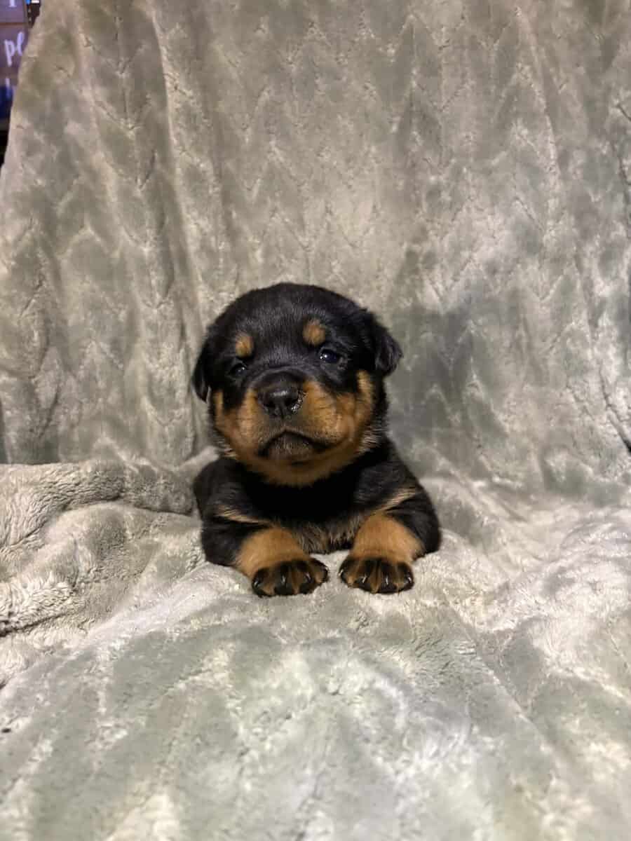 AKC Rottweiler Puppies image 6
