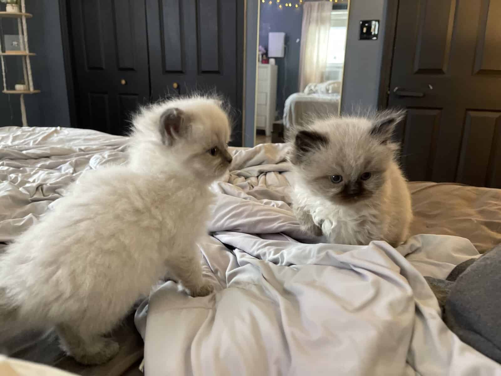 Adorable kittens image 4
