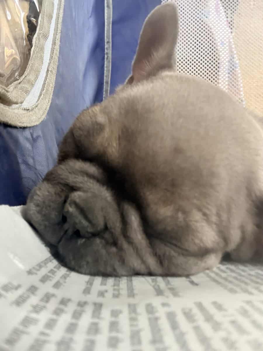 Female French bulldog image 1