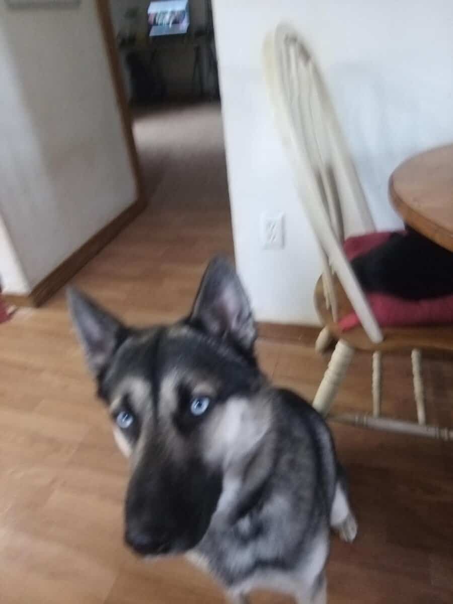 belgian malinois and eastern shepard mix image 3