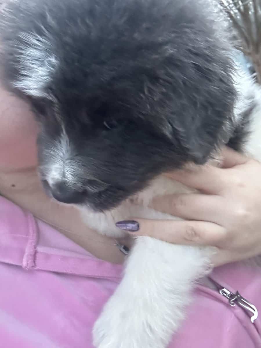 Newfoundland x Great Pyrenees image 2