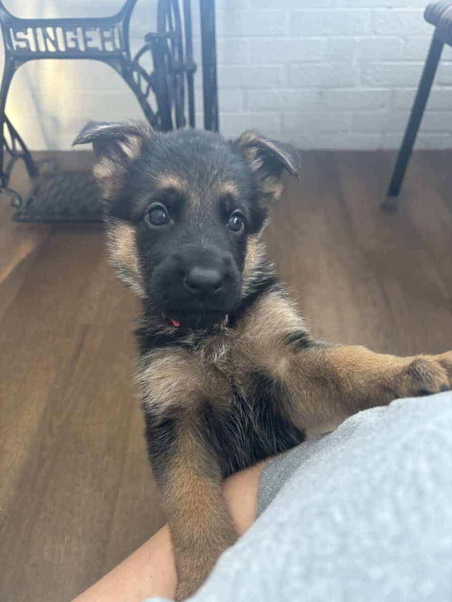 Purebred German Shepherd Puppies image 9