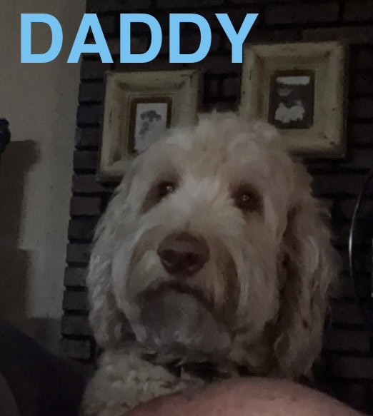 Goldendoodles F1B Hypoallergenic image 2