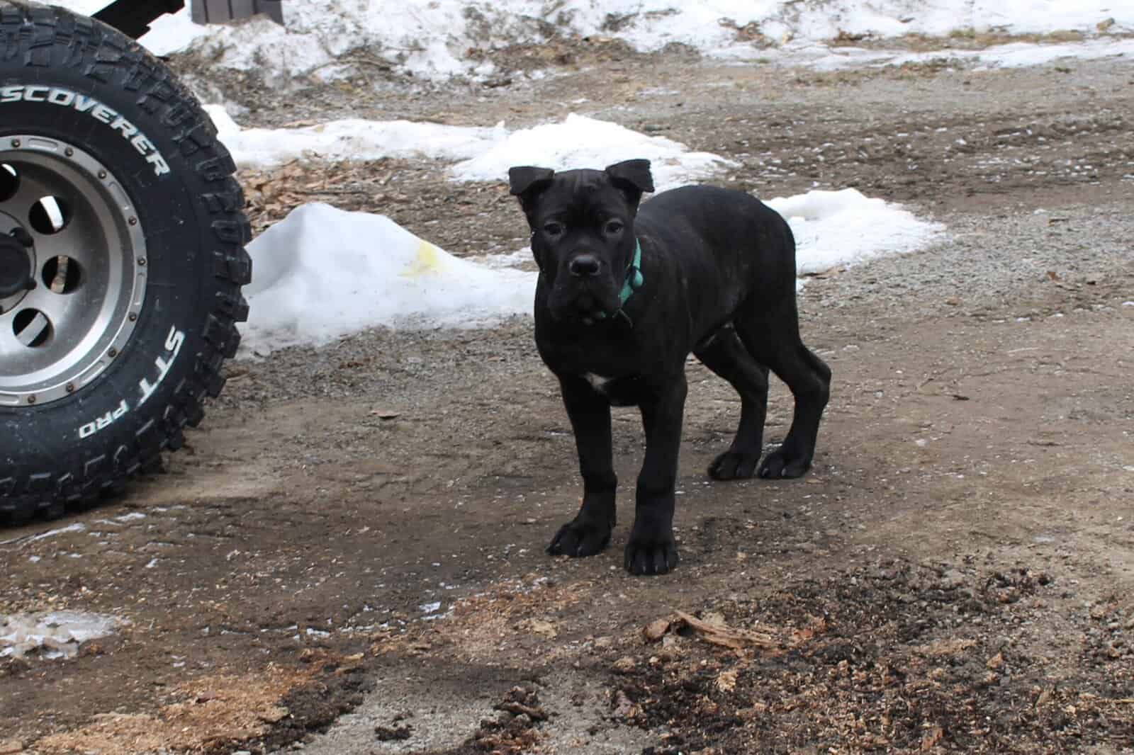 AKC Cane Corso puppies image 12