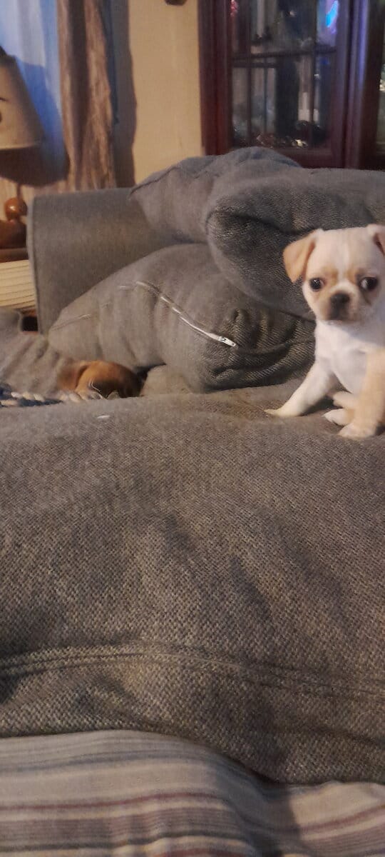 4 Chug puppies for sale $300 image 15