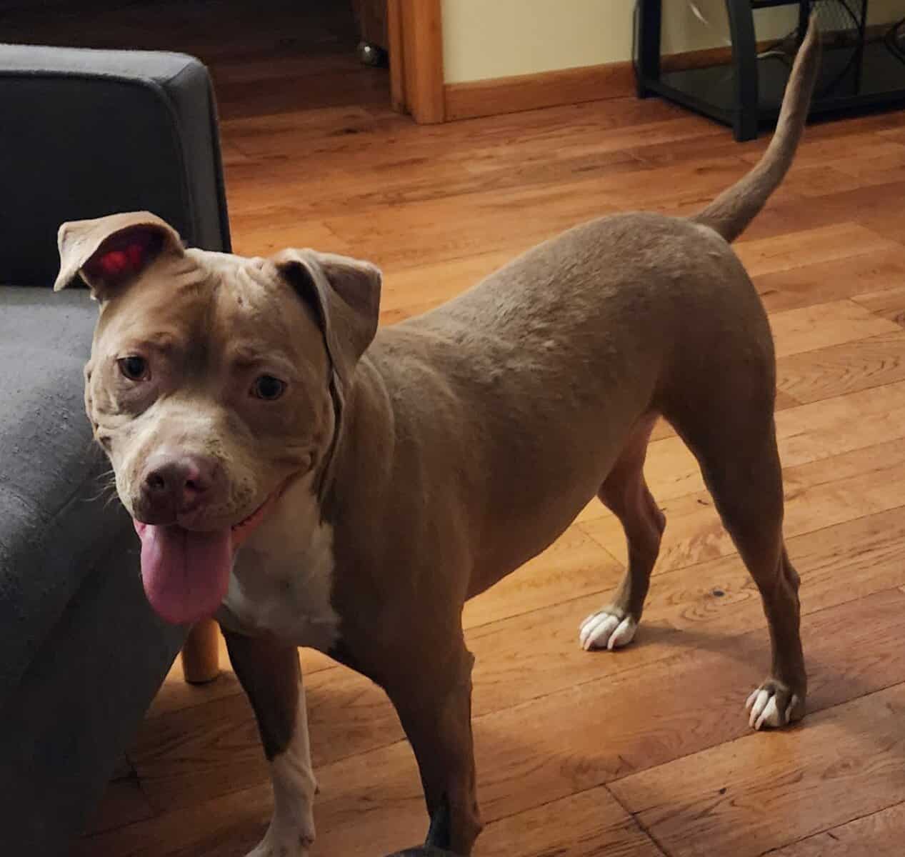 Sandy is looking for her furever home 🏡🐶🏡 image 1