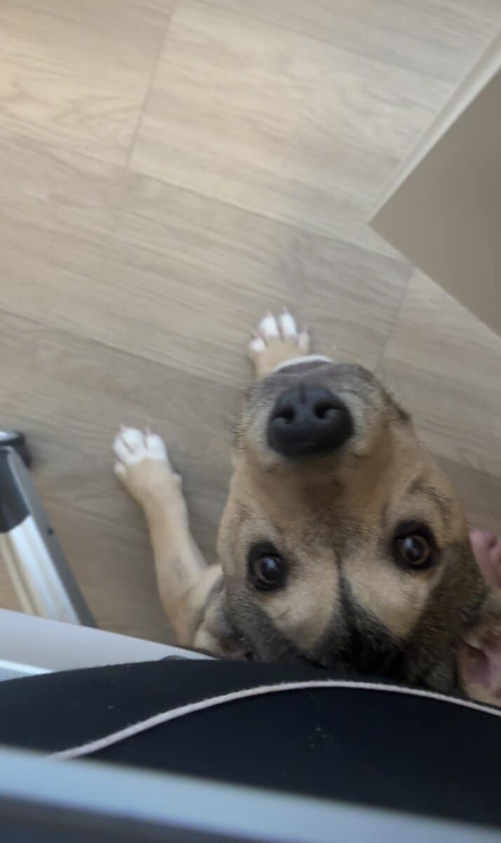 Rehoming my puppy asap image 4