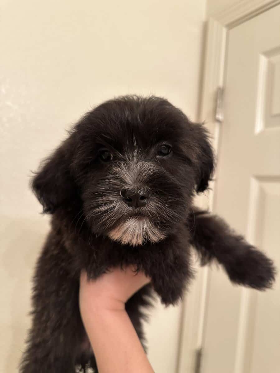 Adorable Malshi Goldendoodle image 3