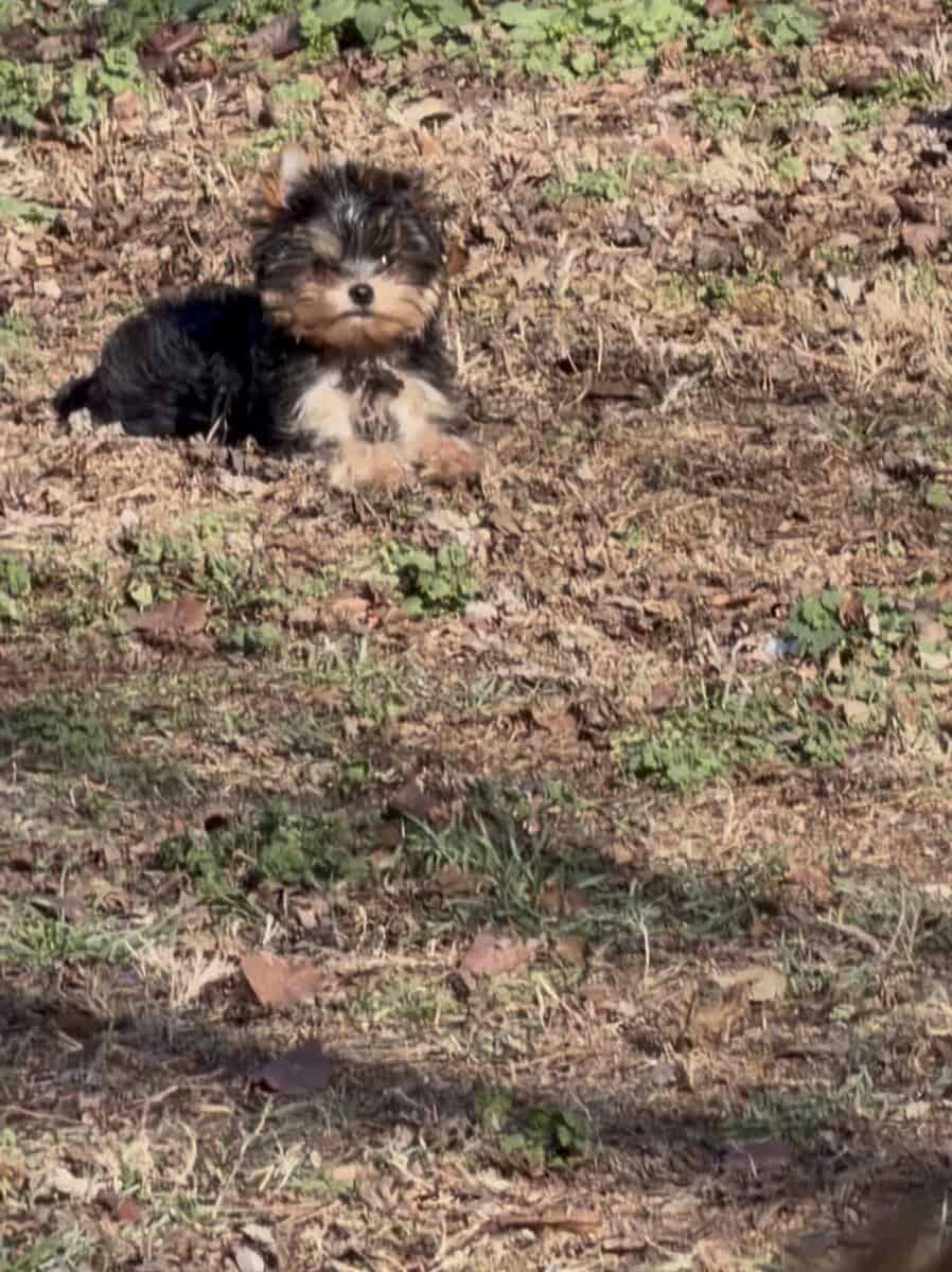 Yorkie puppy image 2
