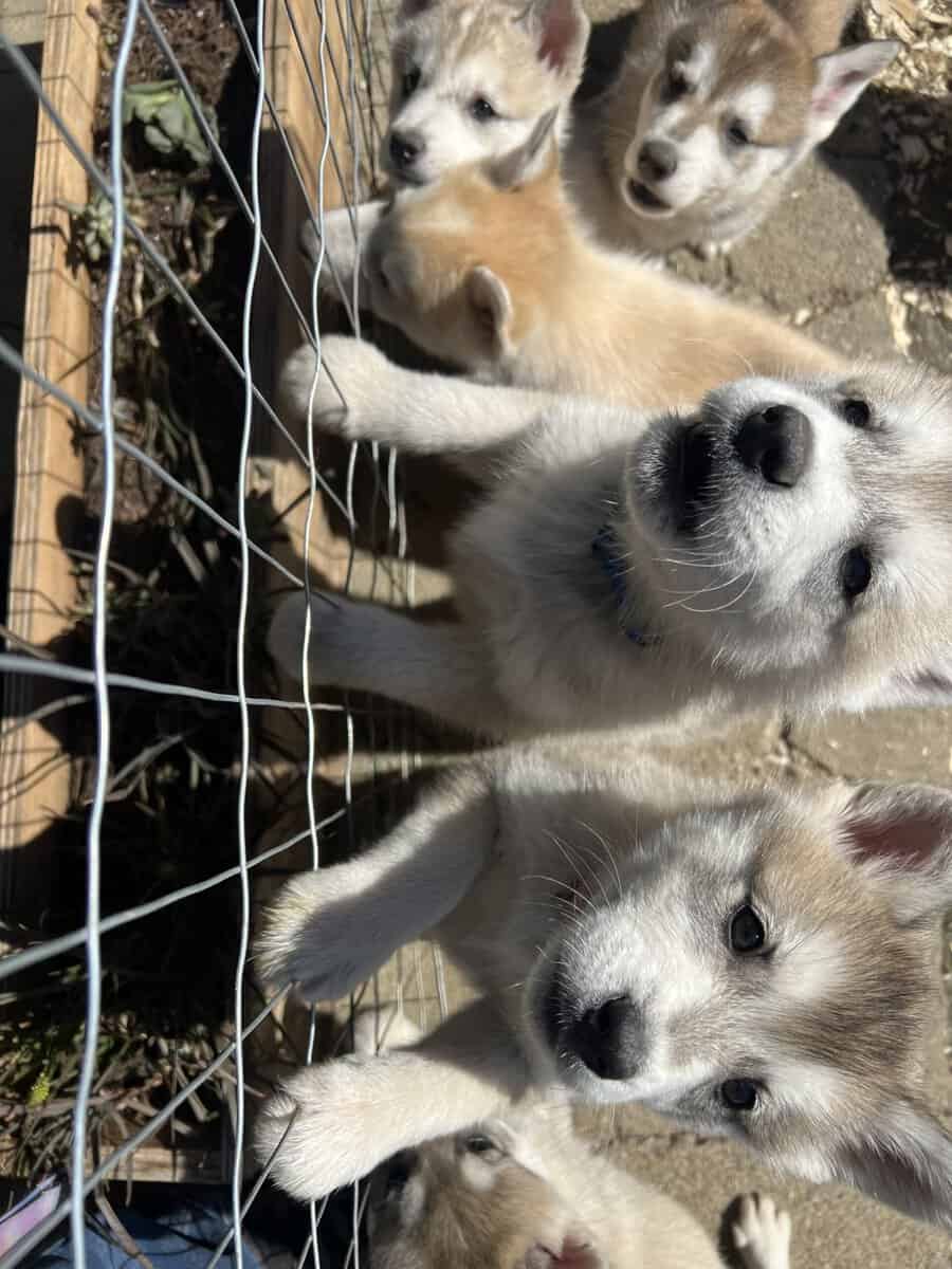 Malamute husky puppies image 4