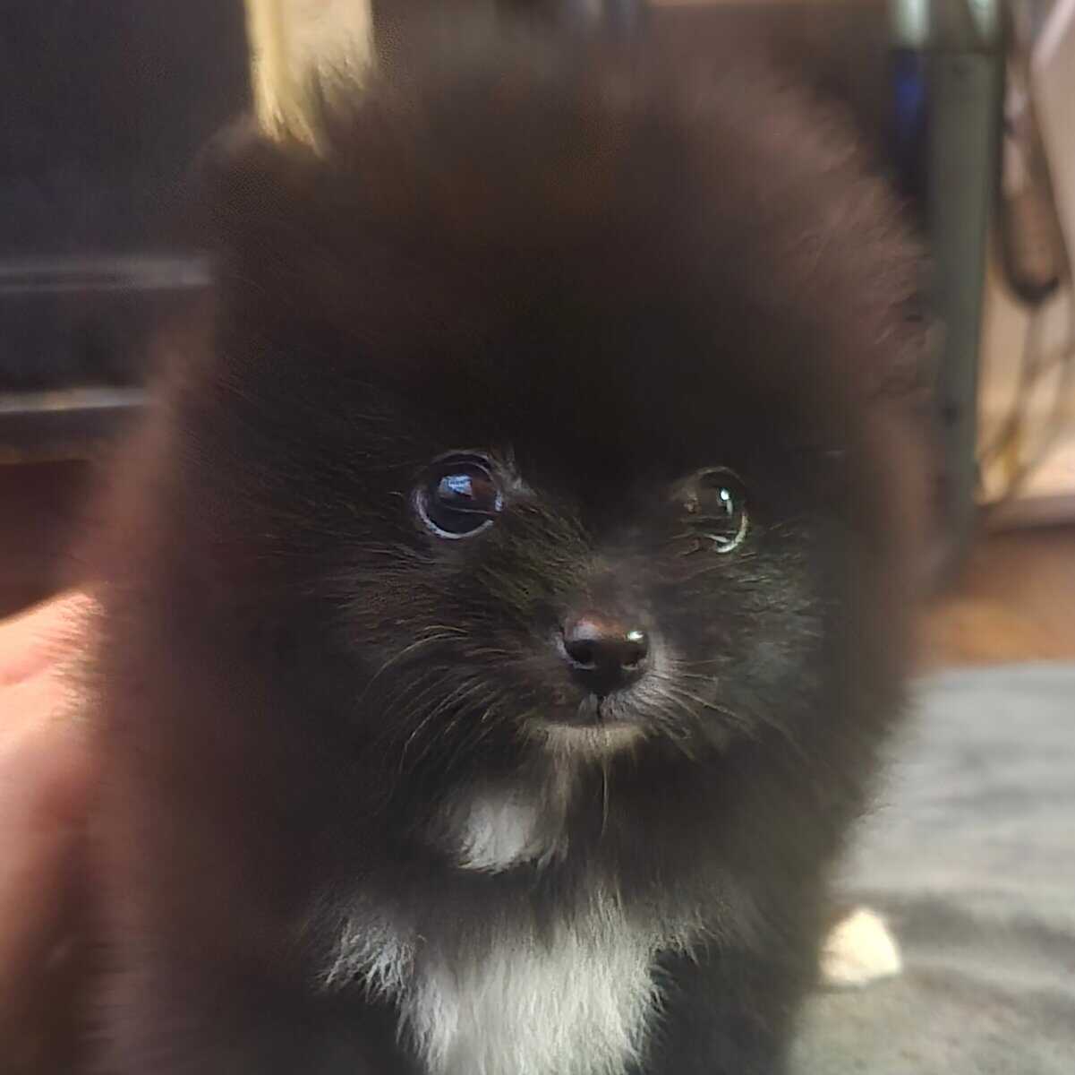 Pomeranians Ready image 6