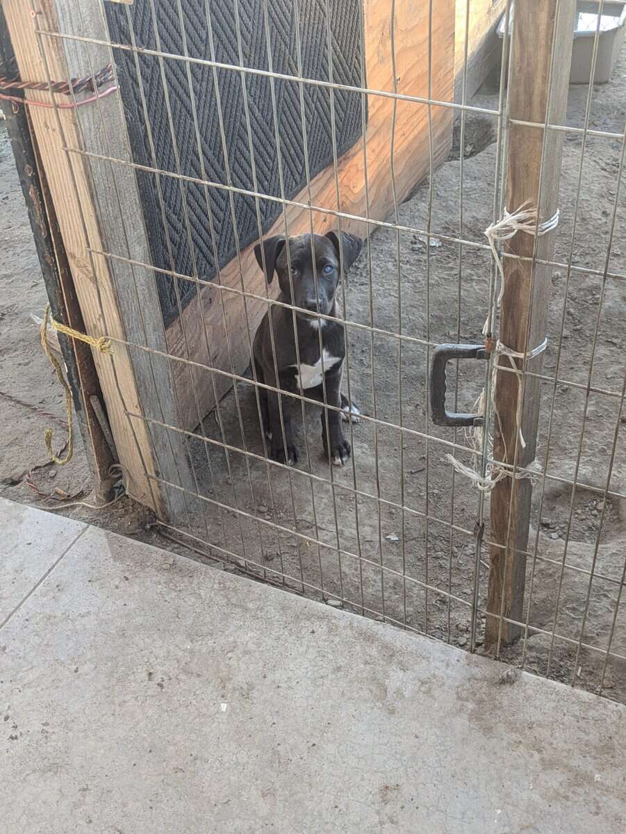 Puppies free to good home image 2