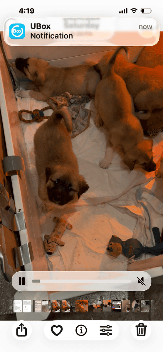 Livestock Guardian puppies image 14