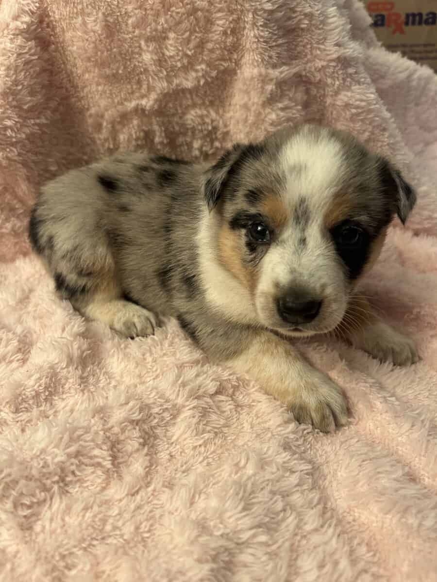 Adorable Australian Heeler pups image 10