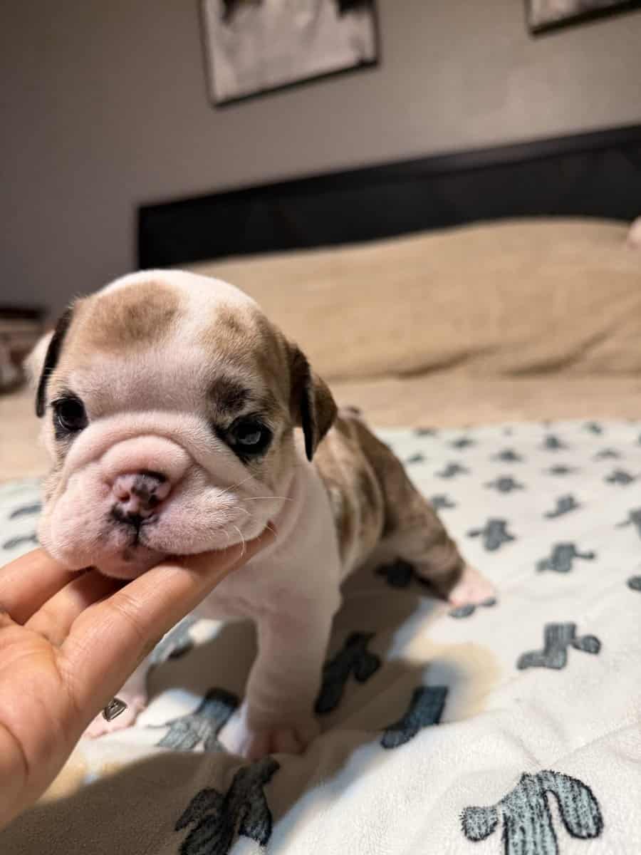 English Bulldog puppies image 11