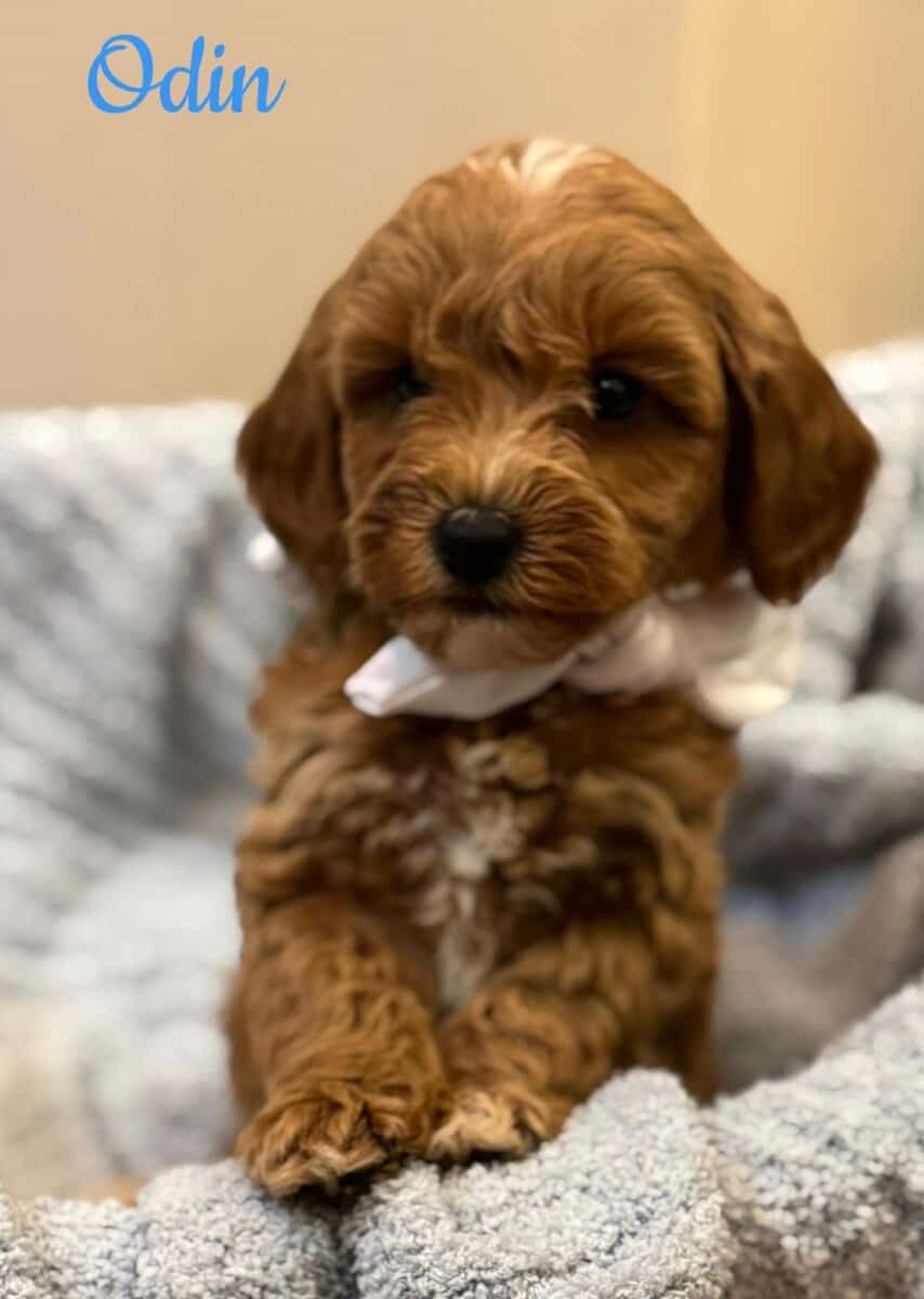 Mini Goldendoodles image 2
