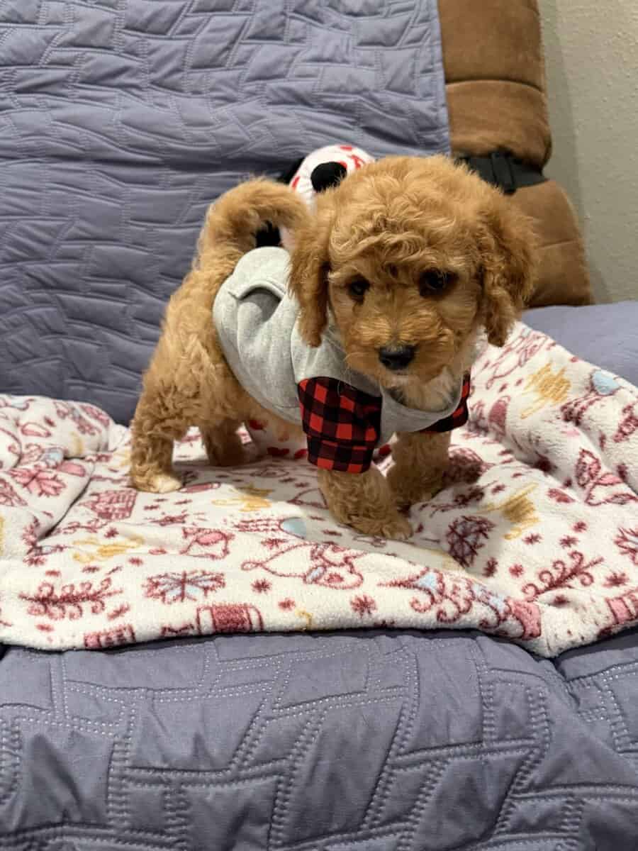 Mini Goldendoodles image 10