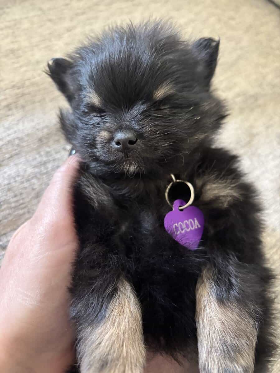 Pomeranian Puppies image 5