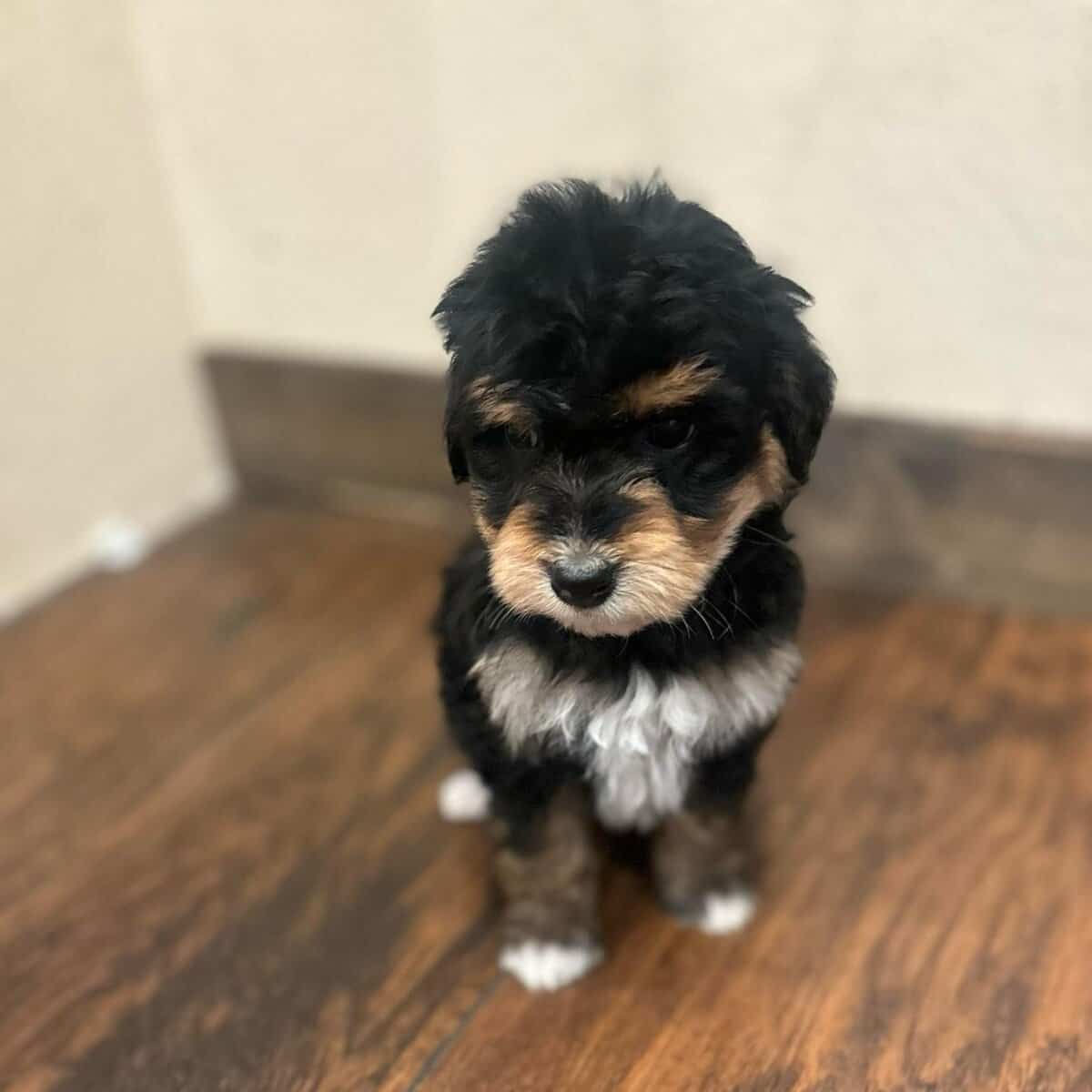 14 week male miniature aussiedoodle image 2
