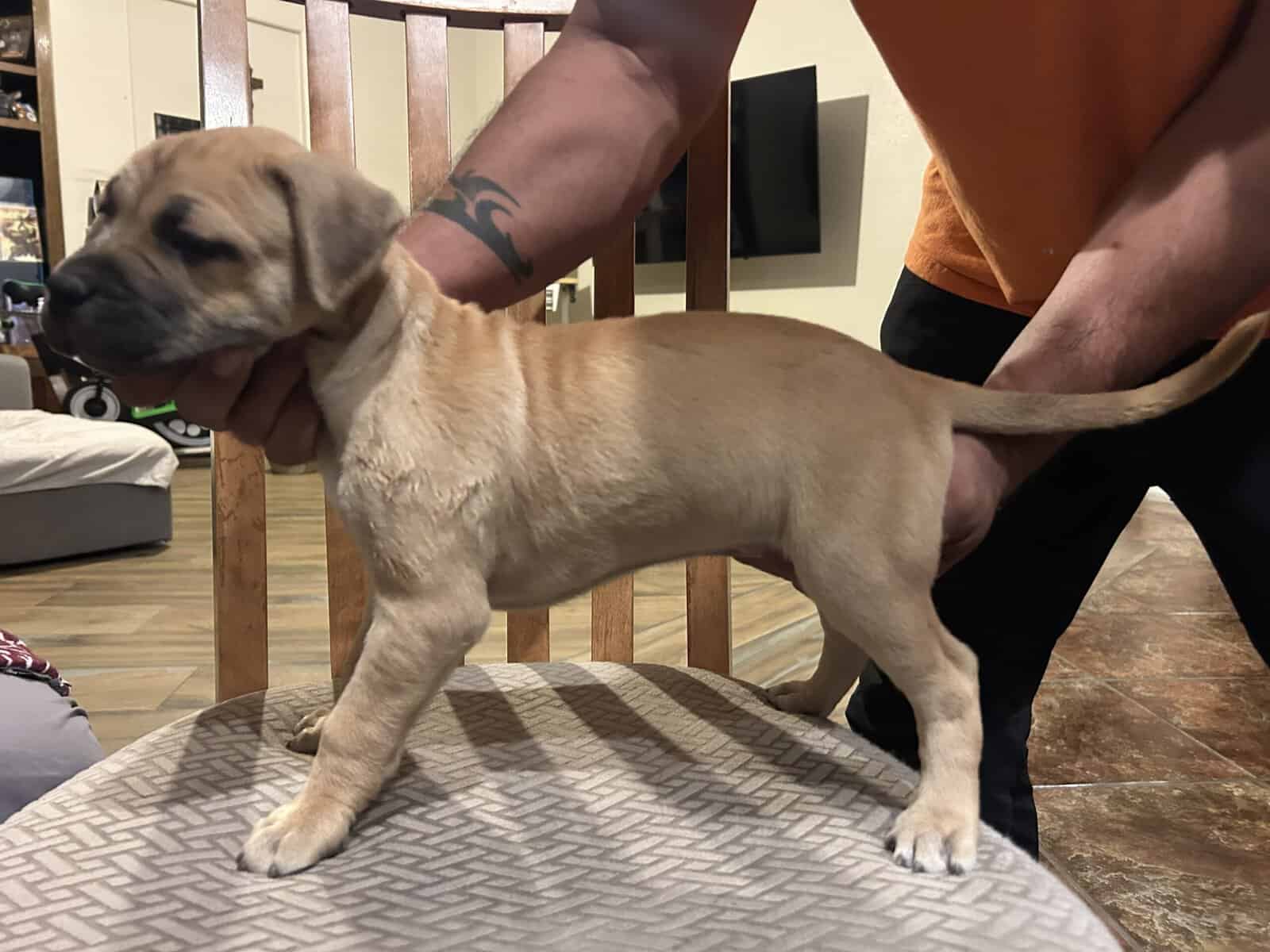 Adba Pitbull puppies image 4