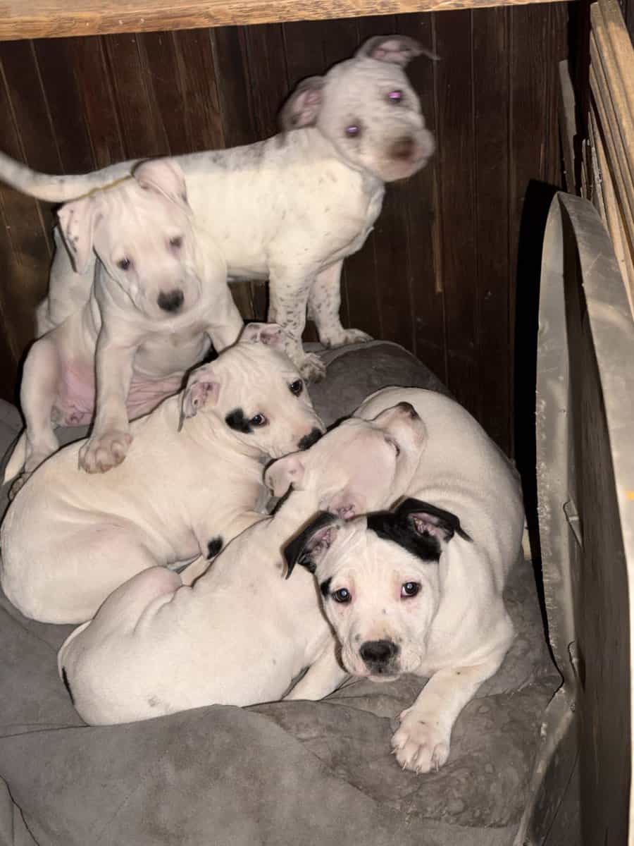 10 week old Staffordshire Terriers image 6