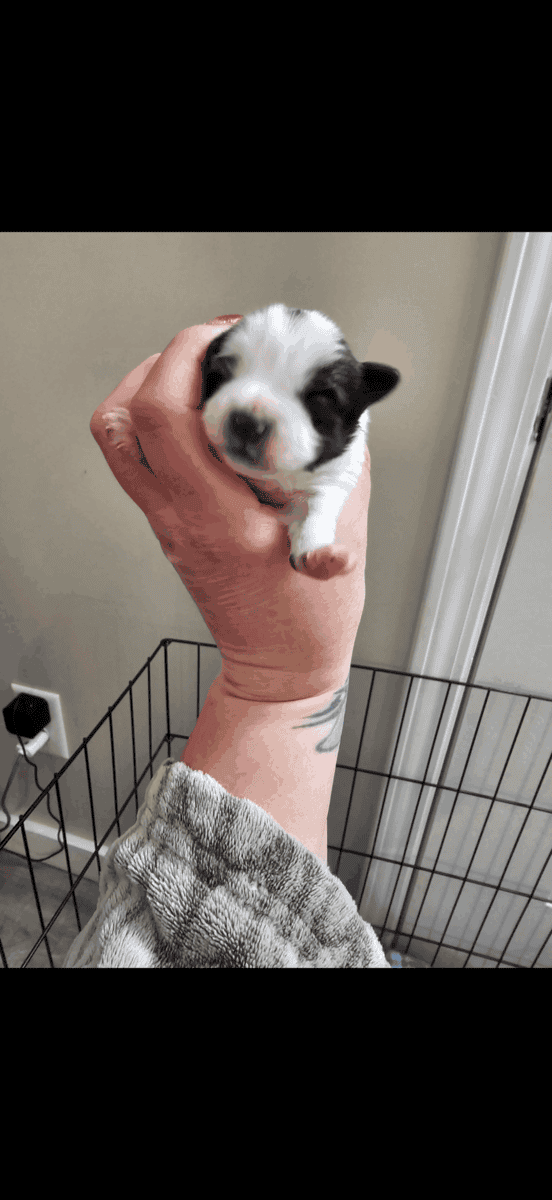 AKC Yorkies image 1