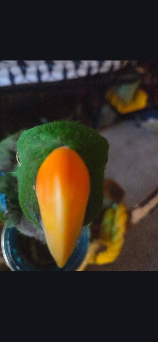 Eclectus parrot male/ rehoming image 2