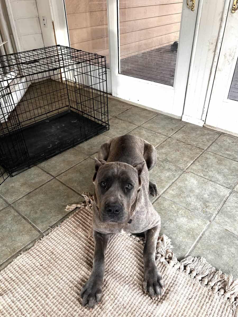 Female Cane Corso image 2